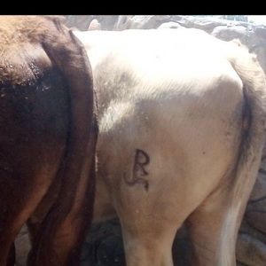 Meet your Posher, Ruben